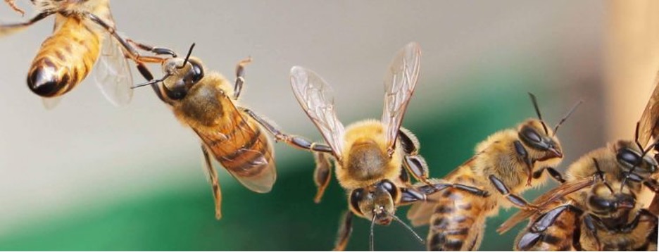 NEXT SCHEDULED GENERAL MEETING - Humboldt County Beekeepers Association