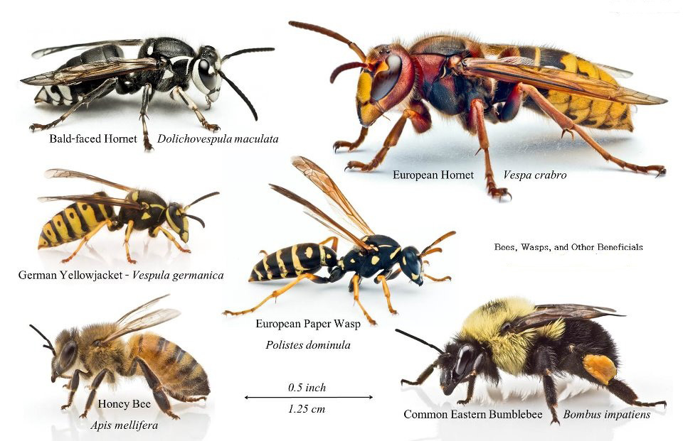 Wasps vs. Bees